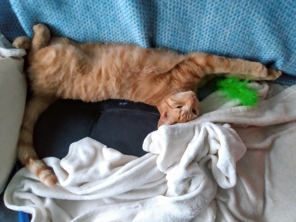 Cat chat thread the umpteenth - the Café is open all welcome