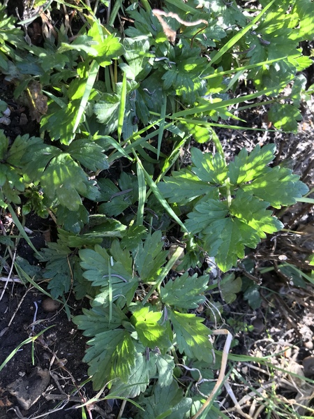 Can someone identify this please?