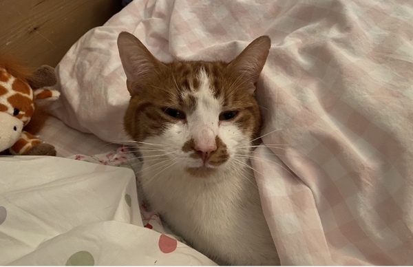 I love my cat so, so much!