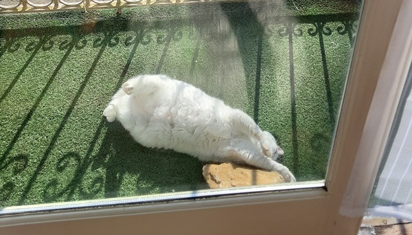Let's see your sleeping cat pictures
