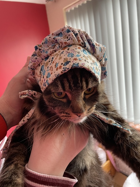 Cat chat thread the umpteenth - the Café is open all welcome