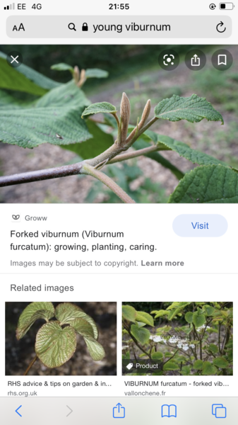 Plant id: what's this tree?