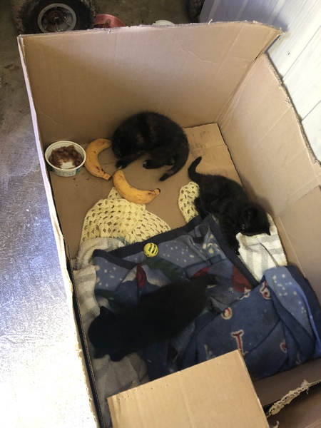Orphaned Kitten