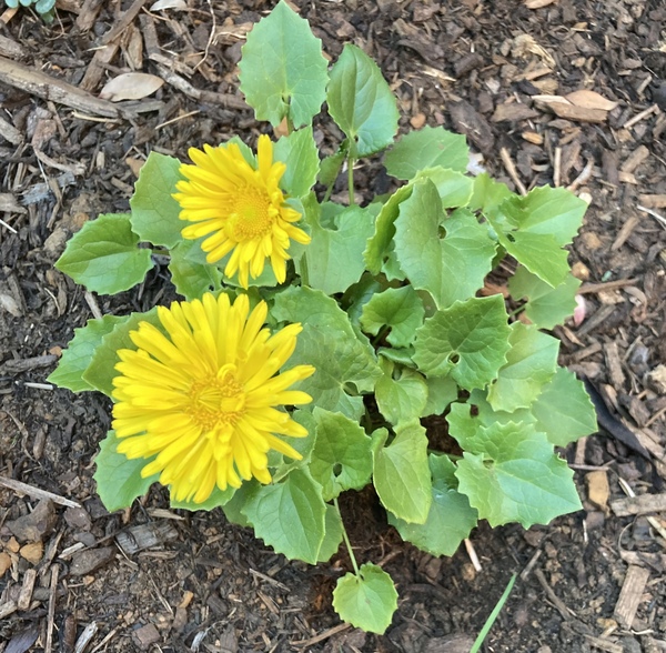 Plant ID help please!