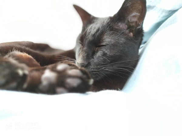Let's see your sleeping cat pictures