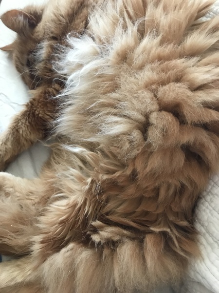 Cat chat thread the umpteenth - the Café is open all welcome