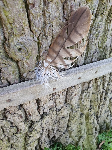 Can anyone ID this bird