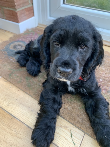 Puppy Survival Thread - April