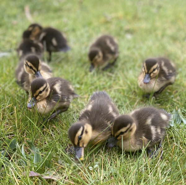 Duck Tales! (Still not what I expected to wake up to this morning)