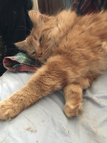 Cat chat thread the umpteenth - the Café is open all welcome