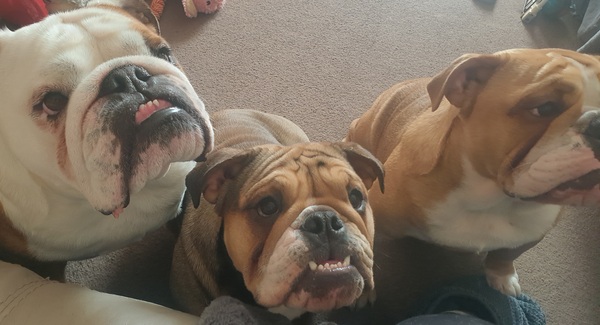 Bulldog Chat