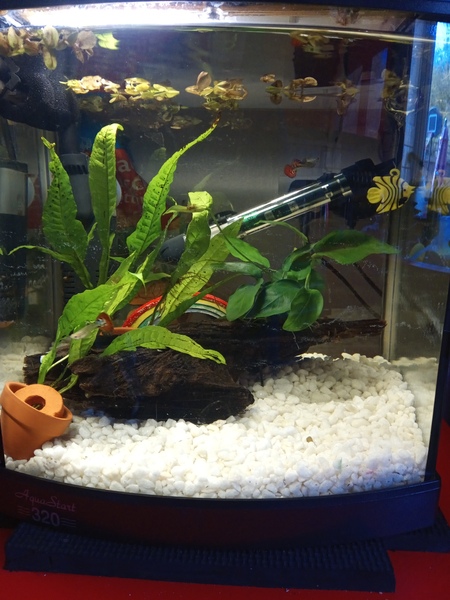 New tank with visitors