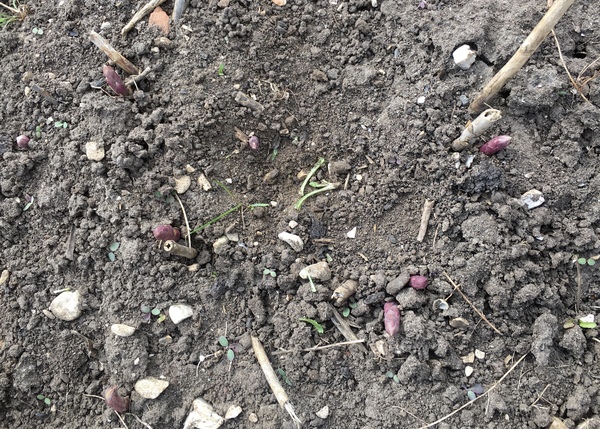 Allotment/Veg Patch Thread 16  Weather weirdness prevails !