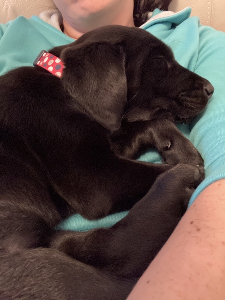Puppy Survival Thread - April