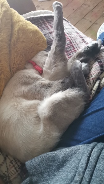 Let's see your sleeping cat pictures