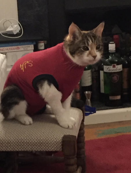 Cat going to the toilet in a bodysuit- what do I do overnight??