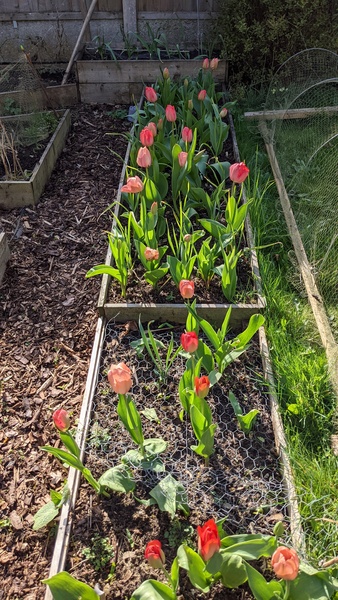 Allotment/Veg Patch Thread 16  Weather weirdness prevails !