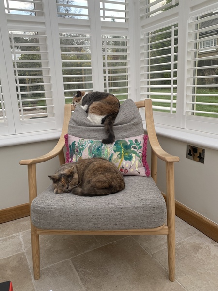 Let's see your sleeping cat pictures