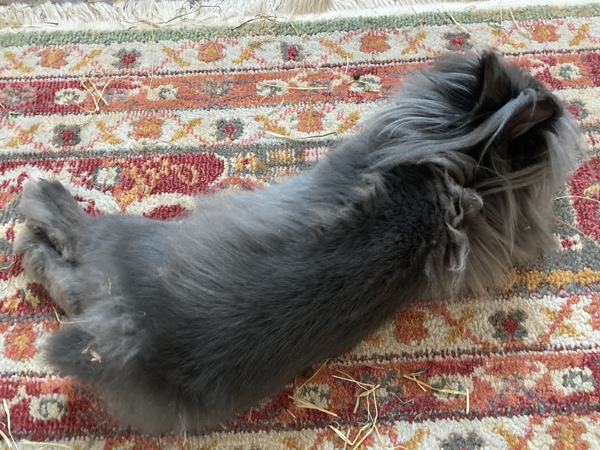 Let's see your sleeping cat pictures