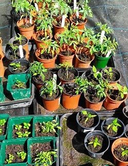 Westminstenders: Sleaze. The Return.