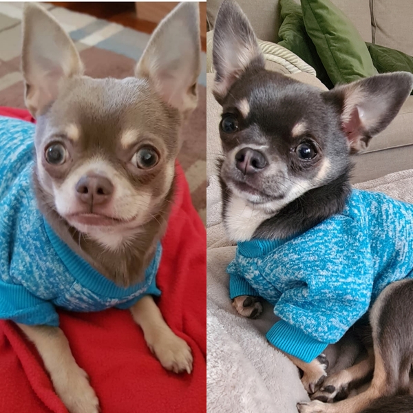 Chihuahua owners