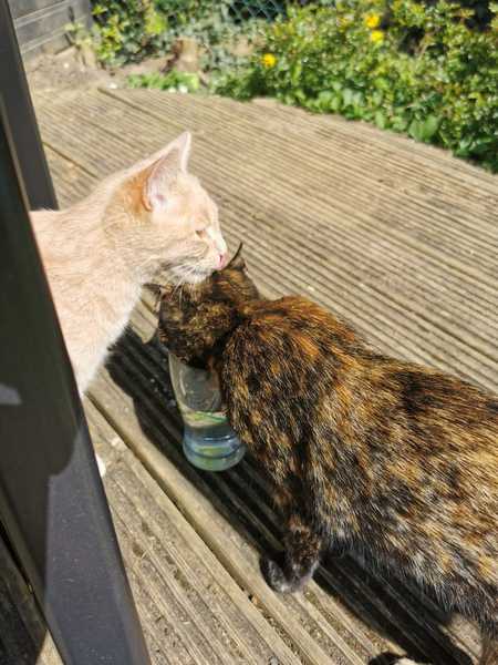 Help Cheddar plot her revenge.