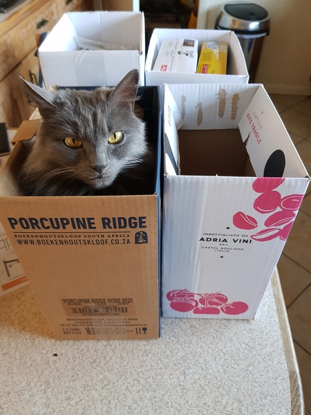 What's your DCat up to today? (Thread 8)