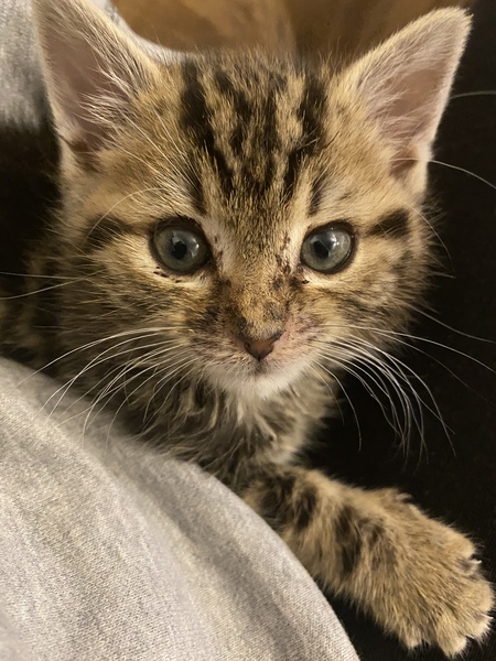 Orphaned Kitten