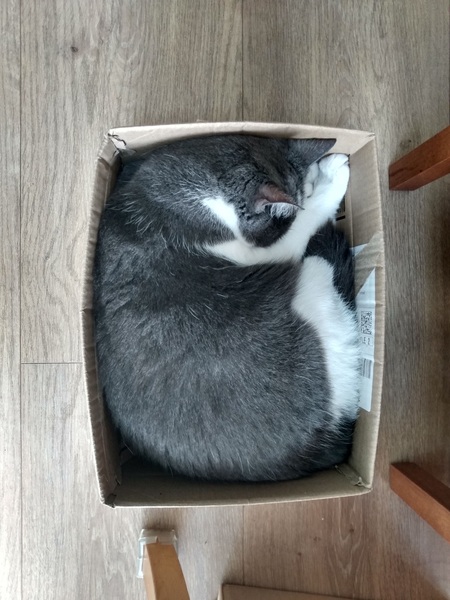 Do they put a little sprinkling of catnip in the bottom of every Amazon box?