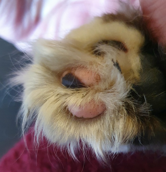 Toe tufts