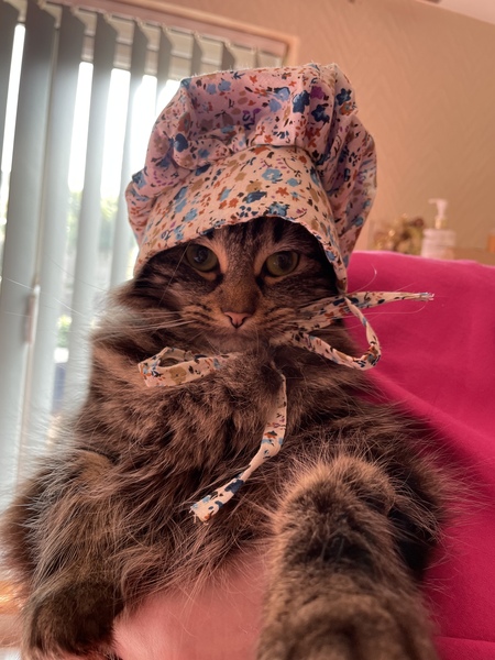 Cat chat thread the umpteenth - the Café is open all welcome