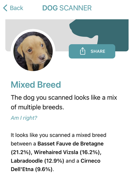 Guess the breed!