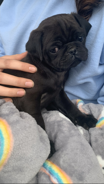 Puppy Survival Thread - April