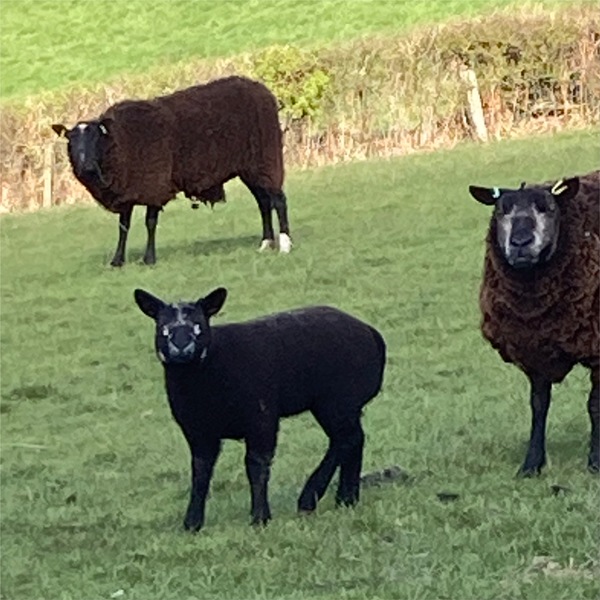 Leaving Lockdown Boot Camp Week 1: Part 2