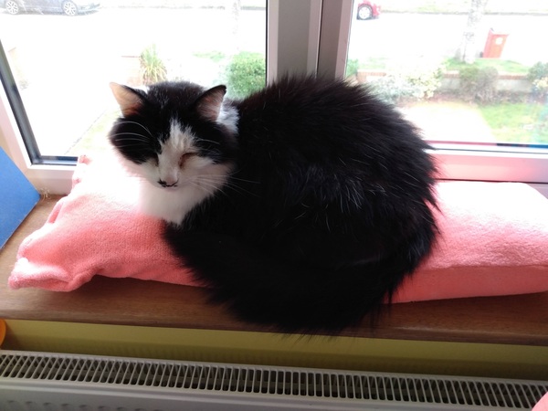 Cat chat thread the umpteenth - the Café is open all welcome
