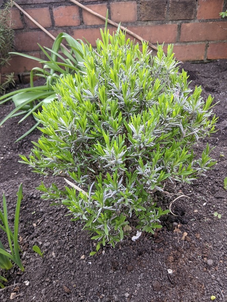 Is all my lavender dead?