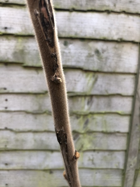 Got this stumpy tree in my garden- what is it?