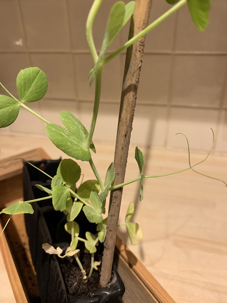 Should I give up on this mange tout?