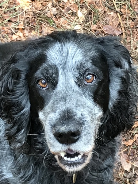 My dog is on a diet and I feel so MEAN