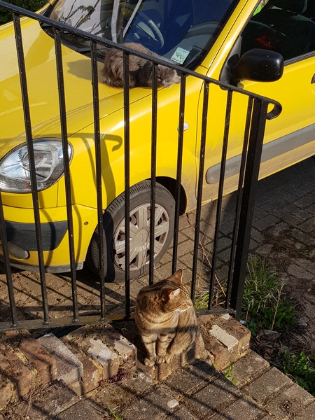 Thug cat part 3.  Unbidden guests are often welcomest when they are gone.