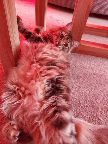 Kitten farts