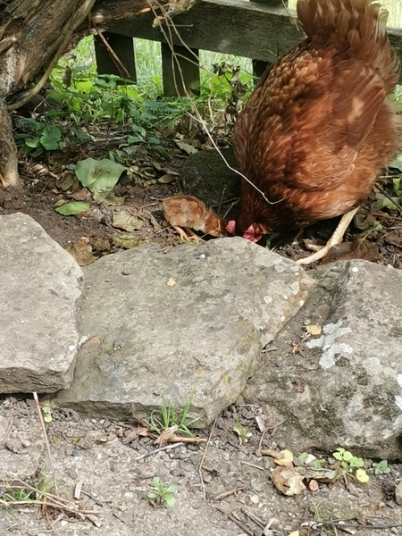 Anyone for a live chick hatching thread?