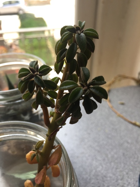 Can any terrarium experts ID this little plant?