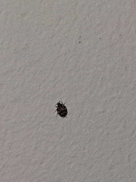 What are these insects?