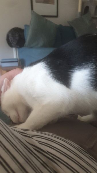 Orphaned Kitten