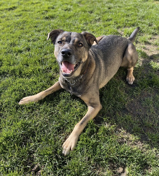 Do mutts exist any more?