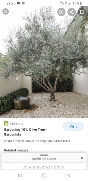 What trees won’t grow big?!