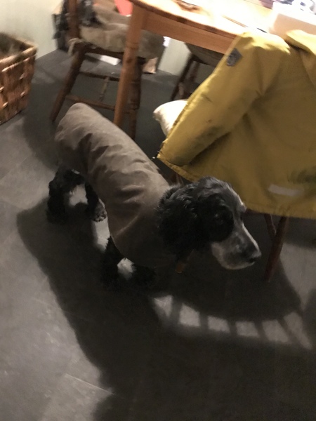 My dog is on a diet and I feel so MEAN