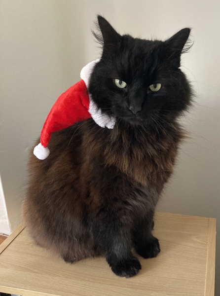 Cat chat thread the umpteenth - the Café is open all welcome