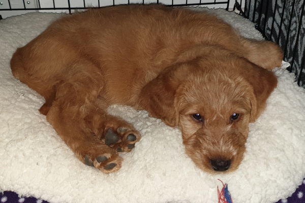 Puppy Survival Thread - April